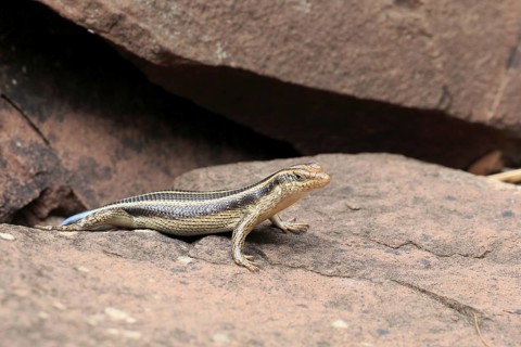 Rainbow skink (Trachylepis margaritifera), adult, female, at the den, foraging, Kruger, Kruger