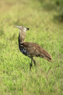 Kori Bustard (Ardeotis kori), Kori Bustard, adult, foraging, alert, Kruger, Kruger National Park,