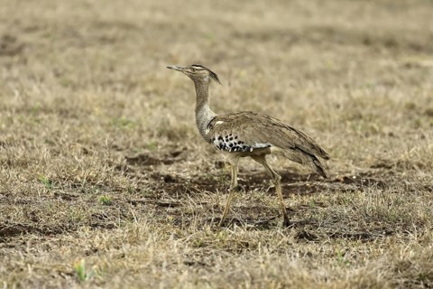 Kori Bustard (Ardeotis kori), Kori Bustard, adult, foraging, alert, Kruger, Kruger National Park,