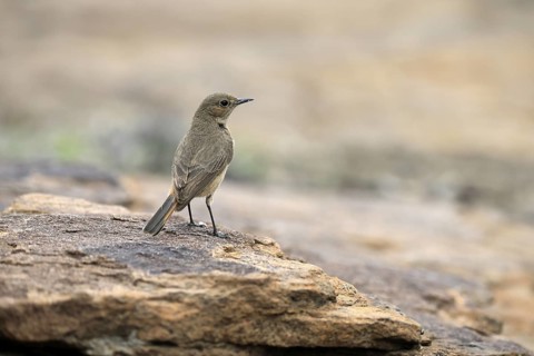 Rusty-tailed Wheatear (Oenanthe familiaris), adult, on rocks, foraging, alert, Mountain Zebra
