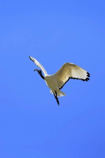 Pharaoh ibis (Threskiornis aethiopicus), adult, flying, Table Mountain National Park, Western Cape,