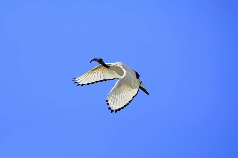 Pharaoh ibis (Threskiornis aethiopicus), adult, flying, Table Mountain National Park, Western Cape,