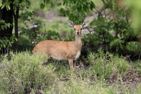 Steenbok (Raphicerus campestris), adult, female, foraging, vigilant, dwarf antelope, Kruger, Kruger