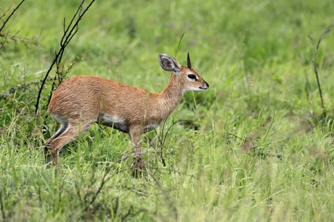Steenbok (Raphicerus campestris), adult, male, foraging, vigilant, dwarf antelope, Kruger, Kruger
