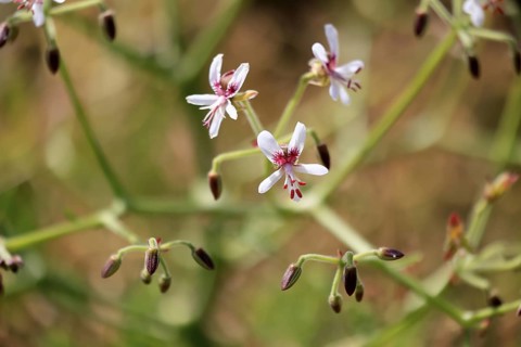 Pelargonium paniculatum, flowering, flowers, Karoo Desert Botanic Garden, Worcester, Western Cape,