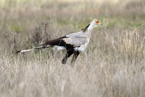 Secretary (Sagittarius serpentarius), adult, foraging, alert, Mountain Zebra National Park, Eastern