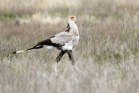 Secretary (Sagittarius serpentarius), adult, running, foraging, alert, Mountain Zebra National