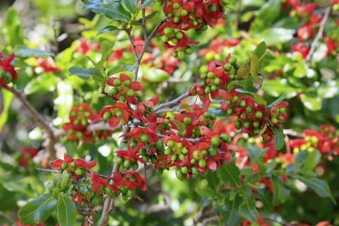 Ochna gamostigmata Du Toit, flower, flowering, shrub, Kirstenbosch Botanical Gardens, Cape Town,