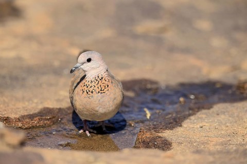Palm Pigeon (Spilopelia senegalensis), adult, at the water, Mountain Zebra National Park, Eastern