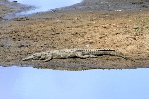 Nile crocodile (Crocodylus niloticus), adult, on land, in the water, resting, Kruger, Kruger