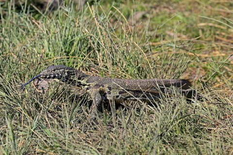 Nile monitor lizard (Varanus niloticus), adult, foraging, tongues, Kruger, Kruger National Park,