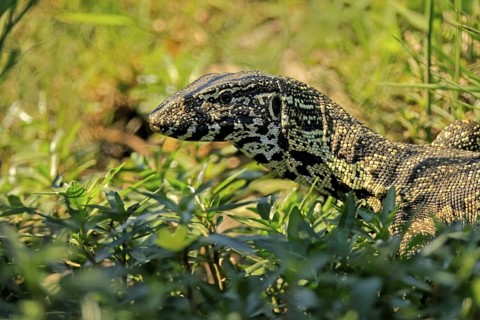 Nile monitor lizard (Varanus niloticus), adult, portrait, foraging, Kruger, Kruger National Park,