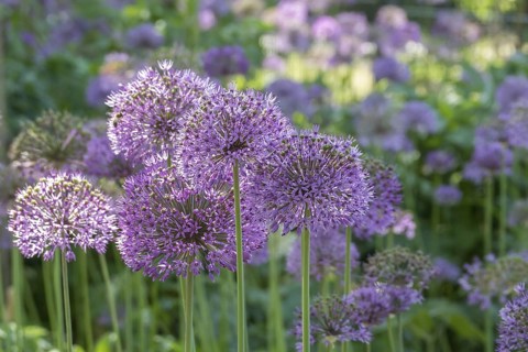 Allium blossom in the district educational garden, Burgsteinfurt, Münsterland, North