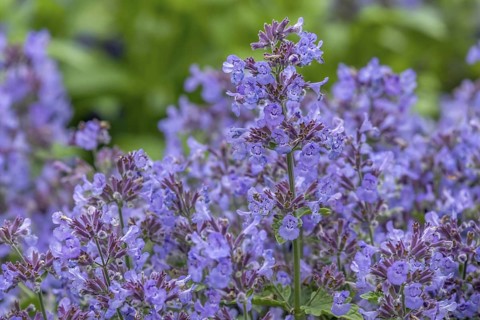 Catmint (Nepeta), North Rhine-Westphalia, Germany