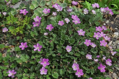 Heron's beak (Erodium), North Rhine-Westphalia, Germany