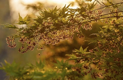 Acer pseudosieboldianum (Acer pseudosieboldianum), Münsterland, North Rhine-Westphalia, Germany