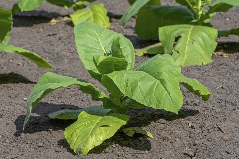 Aztec tobacco, strong tobacco (Nicotiana rustica) plants on field in late spring, early summer,