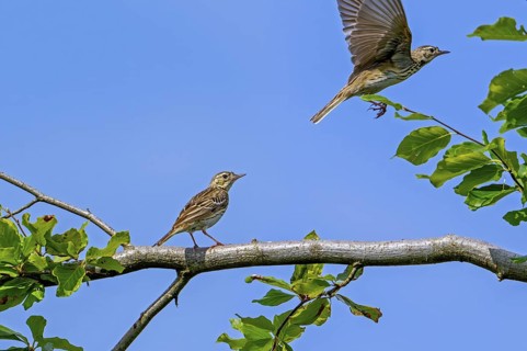 Two tree pipits (Anthus trivialis, Alauda trivialis) perched in tree at open woodland in late
