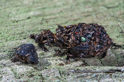 Close-up of shrike (Lanius spec.) pellet containing regurgitated undigested remains of insect legs