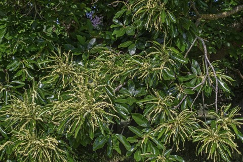 Sweet chestnut, Spanish chestnut, European chestnut (Castanea sativa) close-up of long yellow