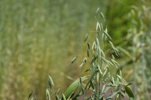 Common oat (Avena sativa), close-up of spikelets, cereal grain used for human consumption and as