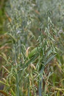 Common oat (Avena sativa), close-up of spikelets, cereal grain used for human consumption and as
