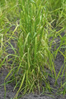 Domesticated einkorn wheat (Triticum monococcum) plants on field in late spring, early summer