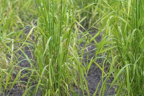 Domesticated einkorn wheat (Triticum monococcum) plants on field in late spring, early summer