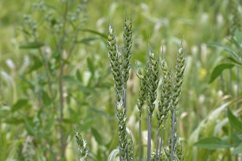 Lavett, common spring wheat, bread wheat (Triticum aestivum) variety for organic cultivation.