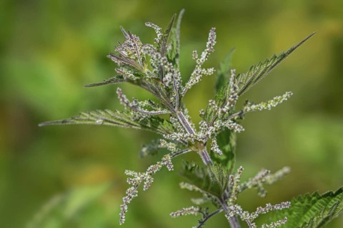 Common nettle, burn nettle, stinging nettle, nettle leaf, stinger (Urtica dioica), close-up of