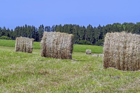 Baled partially dried mown grass in field, meadow in early summer, formed into cylindrical hay