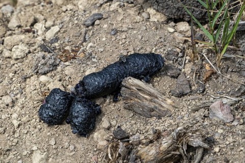 Close-up of black coloured droppings, faeces, poo from red fox (Vulpes vulpes) full of insects and