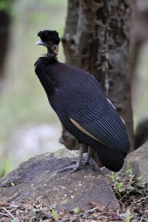 Ruffed Guinea Fowl (Guttera pucherani), adult, on the ground, alert, foraging, Kruger, Kruger