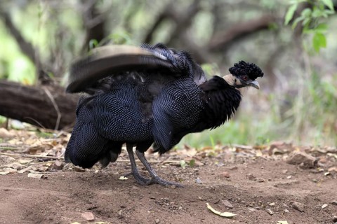 Ruffed guinea fowl (Guttera pucherani), adult, on the ground, grooming, Kruger, Kruger National