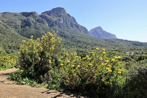 Kirstenbosch Botanical Garden, landscape, lush vegetation, in spring, flowers, blooming, blossoms,