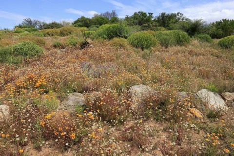 Karoo Desert National Botanical Garden, landscape, in spring, semi-desert, blooming, Worcester,