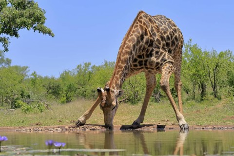 Cape giraffe (Giraffa camelopardalis giraffa), adult, water, drinking, Kruger, Kruger National