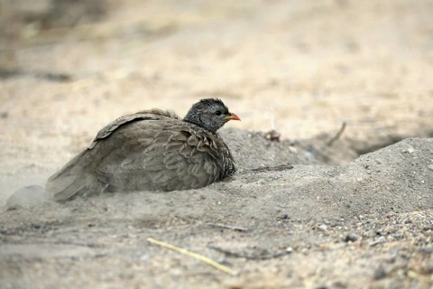 Natal Francolin (Pternistis natalensis), adult, on the ground, sand bath, plumage care, Kruger,