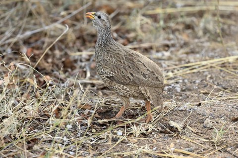 Natal Francolin (Pternistis natalensis), adult, foraging, on the ground, Kruger, Kruger National