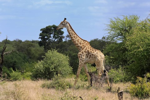 Cape giraffe, (Giraffa camelopardalis giraffa), adult, running, foraging, Kruger, Kruger National