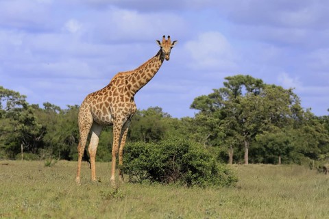 Cape giraffe, (Giraffa camelopardalis giraffa), adult, foraging, Kruger, Kruger National Park,