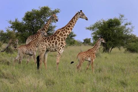 Cape giraffe, (Giraffa camelopardalis giraffa), adult, juvenile, group, Kruger, Kruger National