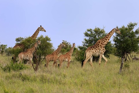Cape giraffe, (Giraffa camelopardalis giraffa), adult, juvenile, group, vigilant, Kruger, Kruger