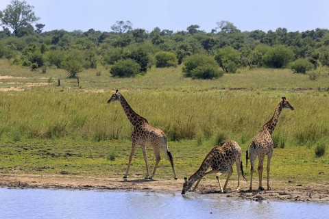 Cape giraffe (Giraffa camelopardalis giraffa), adult, three, water, drinking, Kruger, Kruger