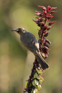 Cape Bulbul (Pycnonotus capensis), adult, on flower, foraging, Kirstenbosch Botanic Gardens, Cape