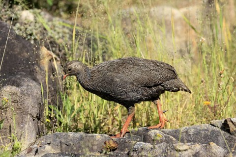 Cape Francolin (Pternistis capensis), adult, running, foraging, Kirstenbosch Botanical Gardens,