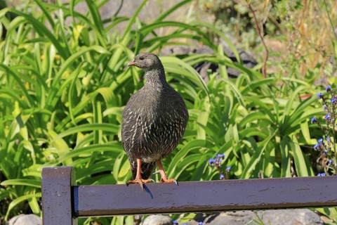 Cape Francolin (Pternistis capensis), adult, on park bench, Kirstenbosch Botanical Gardens, Cape