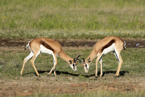 Cape springbok (Antidorcas marsupialis), adult, male, two, fighting, Mountain Zebra National Park,