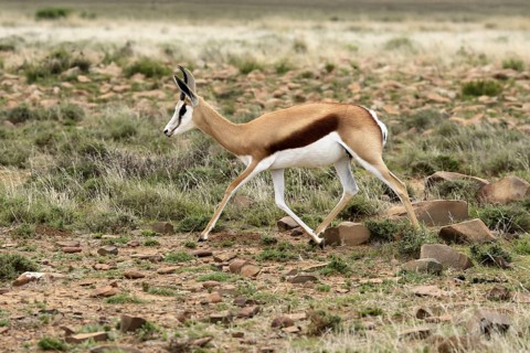 Cape springbok (Antidorcas marsupialis), adult, male, running, foraging, Mountain Zebra National