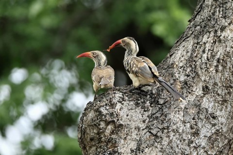 Mopanetoko (Tockus rufirostris), Southern Red-billed Hornbill, adult, pair, on tree, at breeding